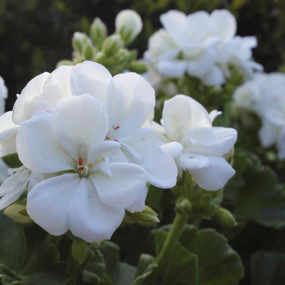 Geranium Pelargonium Geranium White Heat & Drought Tolerant Garden Flowers