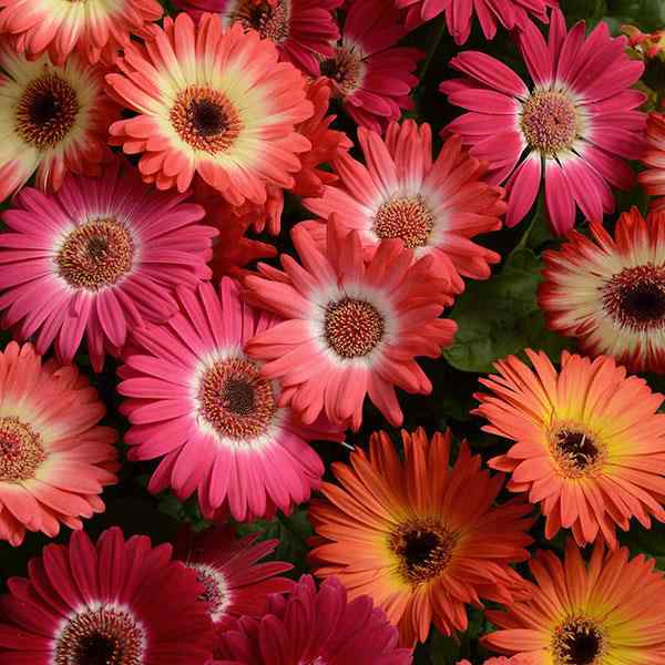 Gerbera Revolution Bicolor Seed Mix