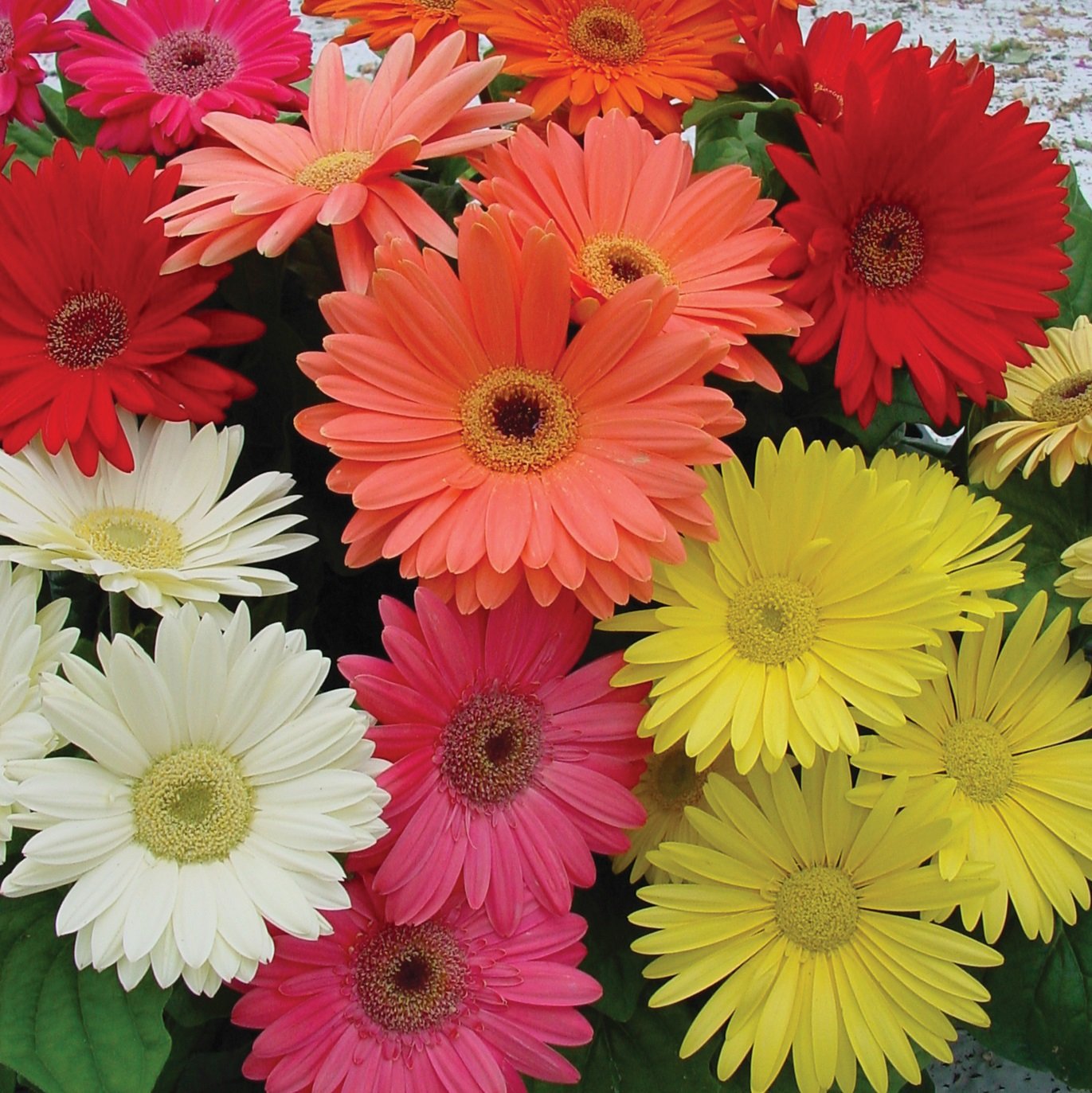Gerbera Seeds - Gerbera Daisy Flower Seed Mix