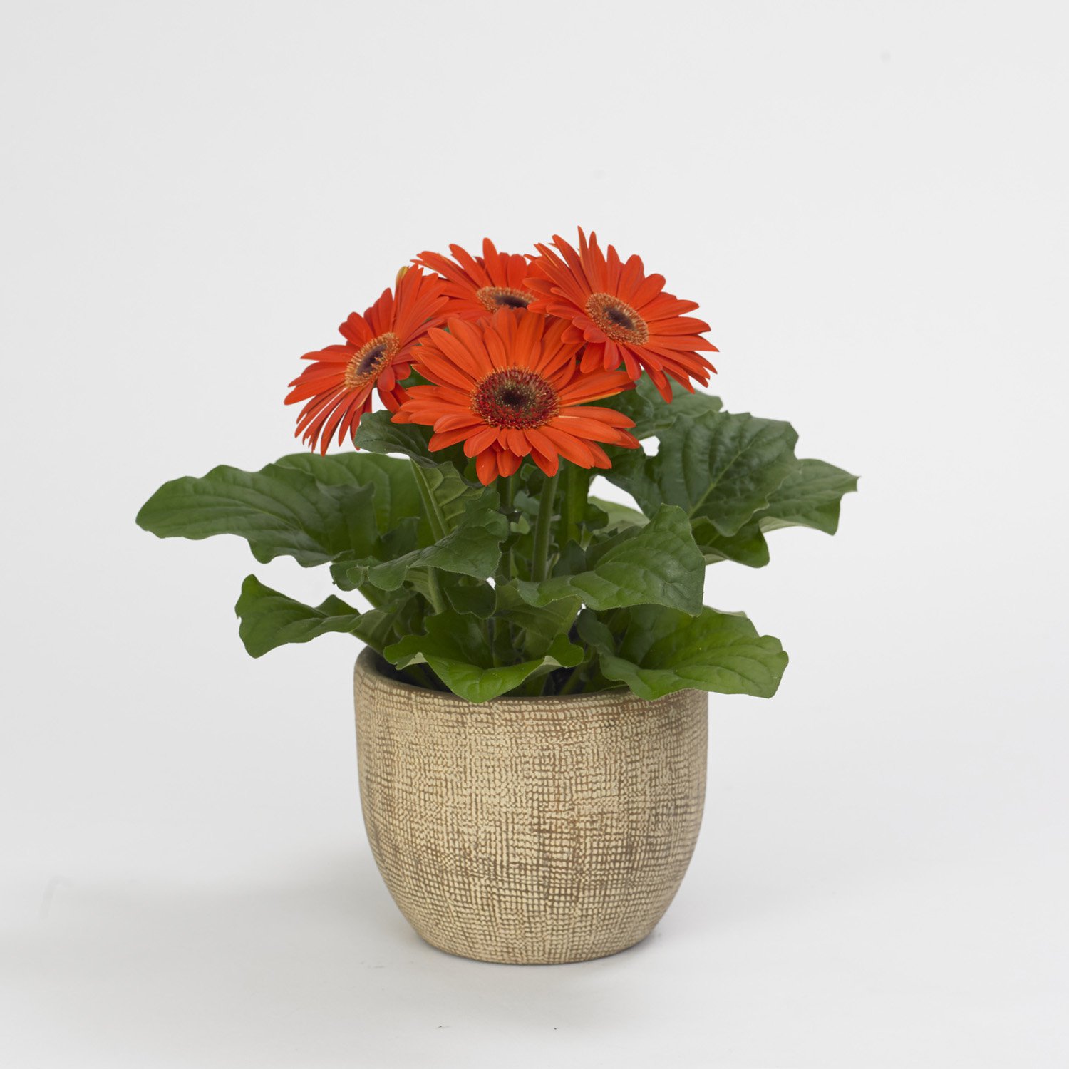 Gerbera Revolution Pastel Orange Plants