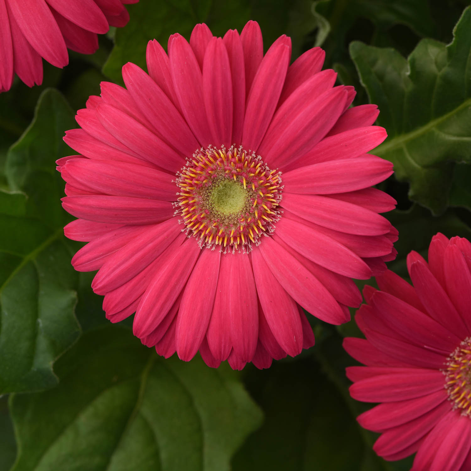 Gerbera Pink