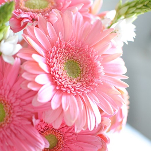 Gerbera Seed Pink Gerbera Daisy Flower Seeds