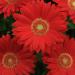 Gerbera Red Flower