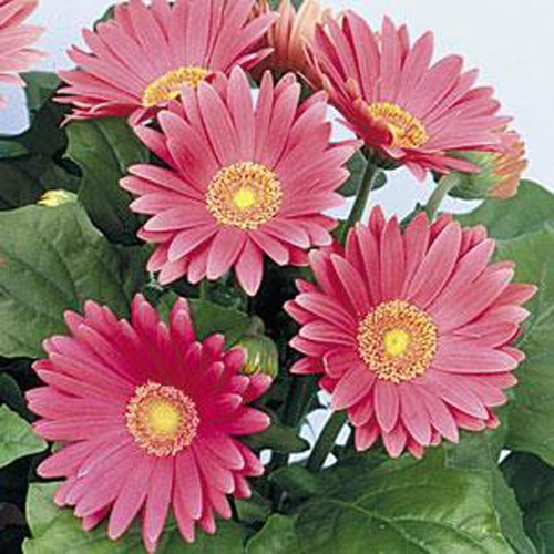 Gerbera Rose Shades Flowers