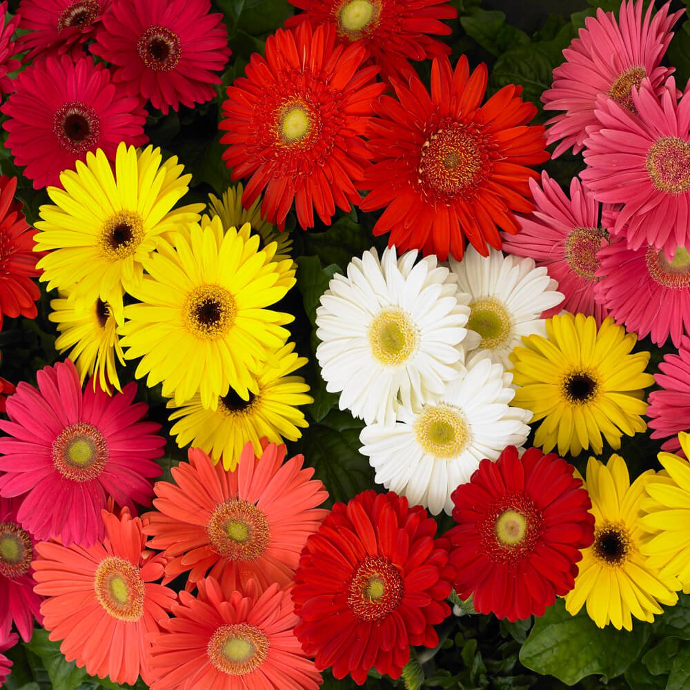 Gerbera Revolution Select Seed Mix