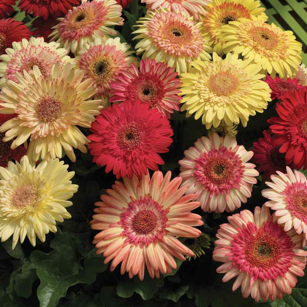 Gerbera Jamesonii Cartwheel Strawberry Twist Flower Seed Mix