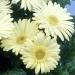 Gerbera Jamesonii White Flowers