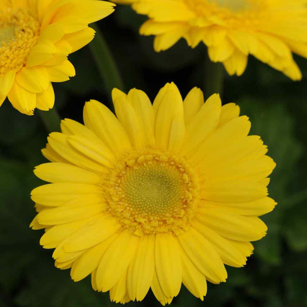 Gerbera Seed - Gerbera Daisy Yellow Flower Seeds