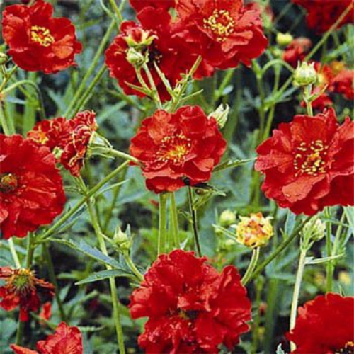 Geum Flower Seed