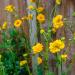 Geum Lady Stratheden Flowers