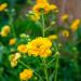 Perennial Geum Lady Stratheden