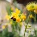 Geum Lady Stratheden Garden Flower