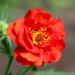 Perennial Geum Mrs. Bradshaw Flowers