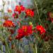 Geum Mrs. Bradshaw Garden Flowers