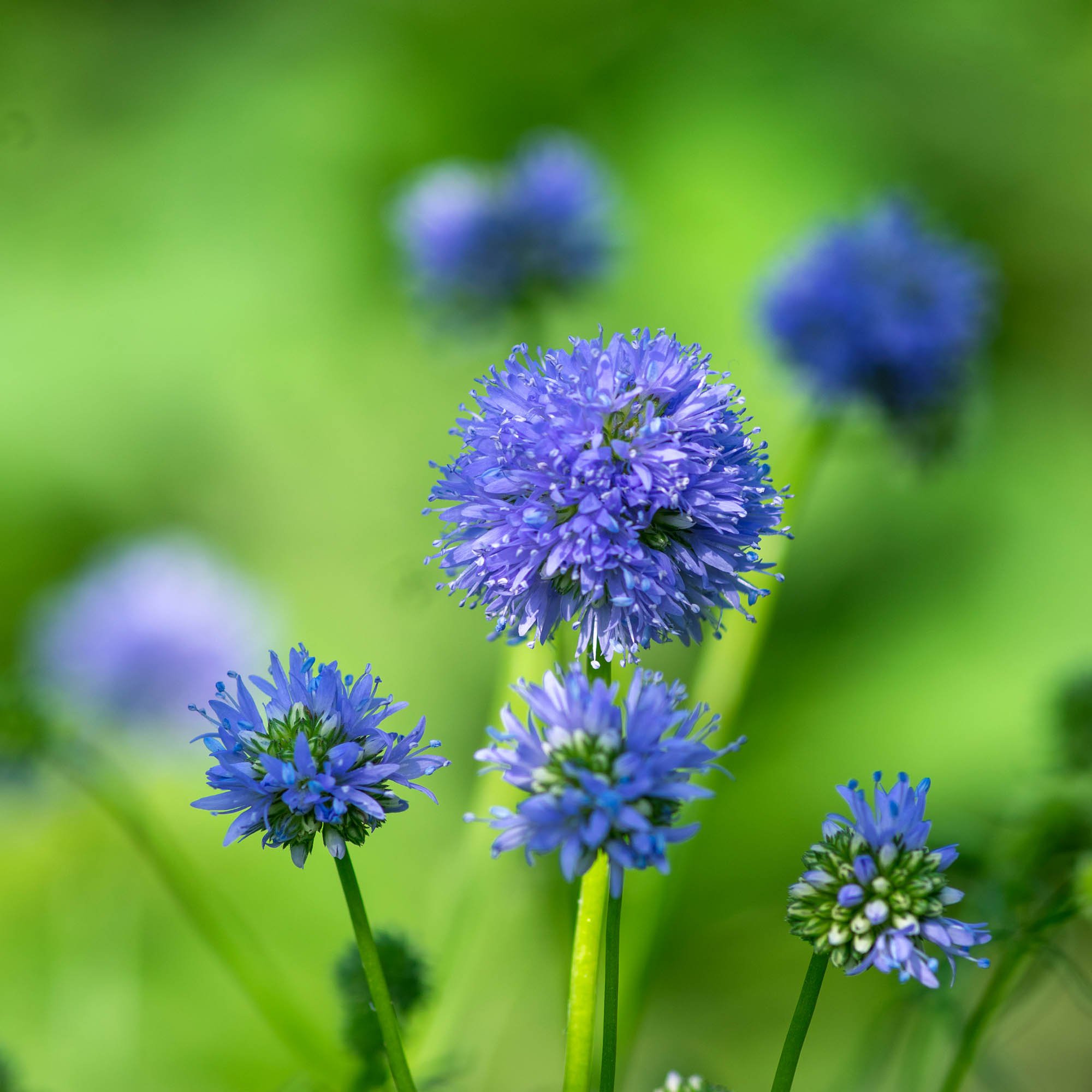 Gilia Capitata Flowers