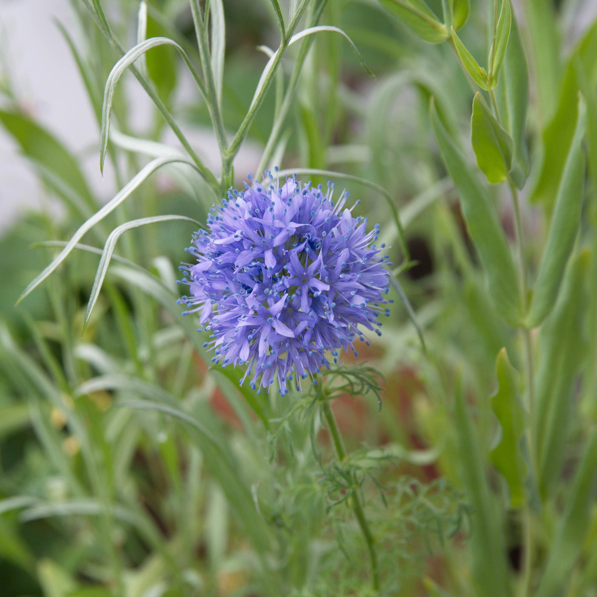 1000 semillas-gilia capitata-Flor anual Queen Anne's Dedales-Azul Gilia
