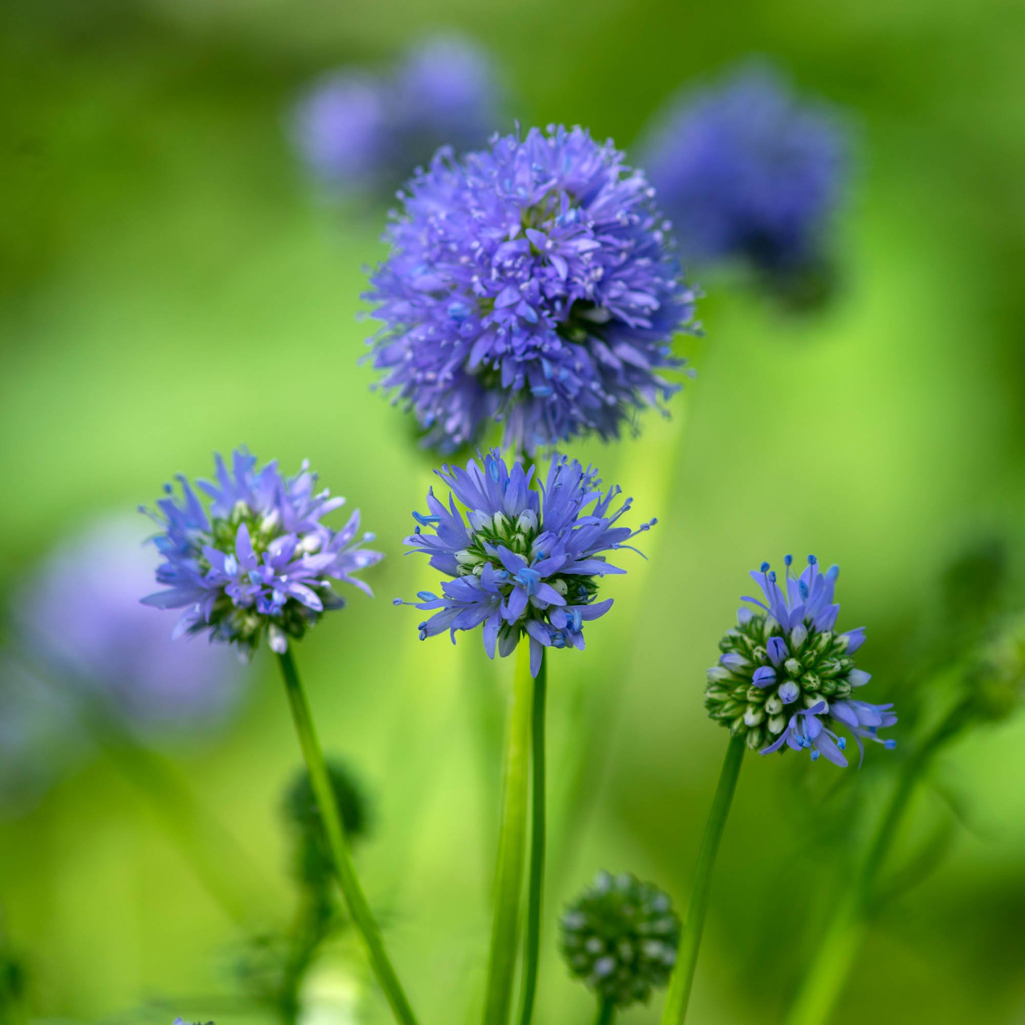 Queen Anne's Thimbles Flowers