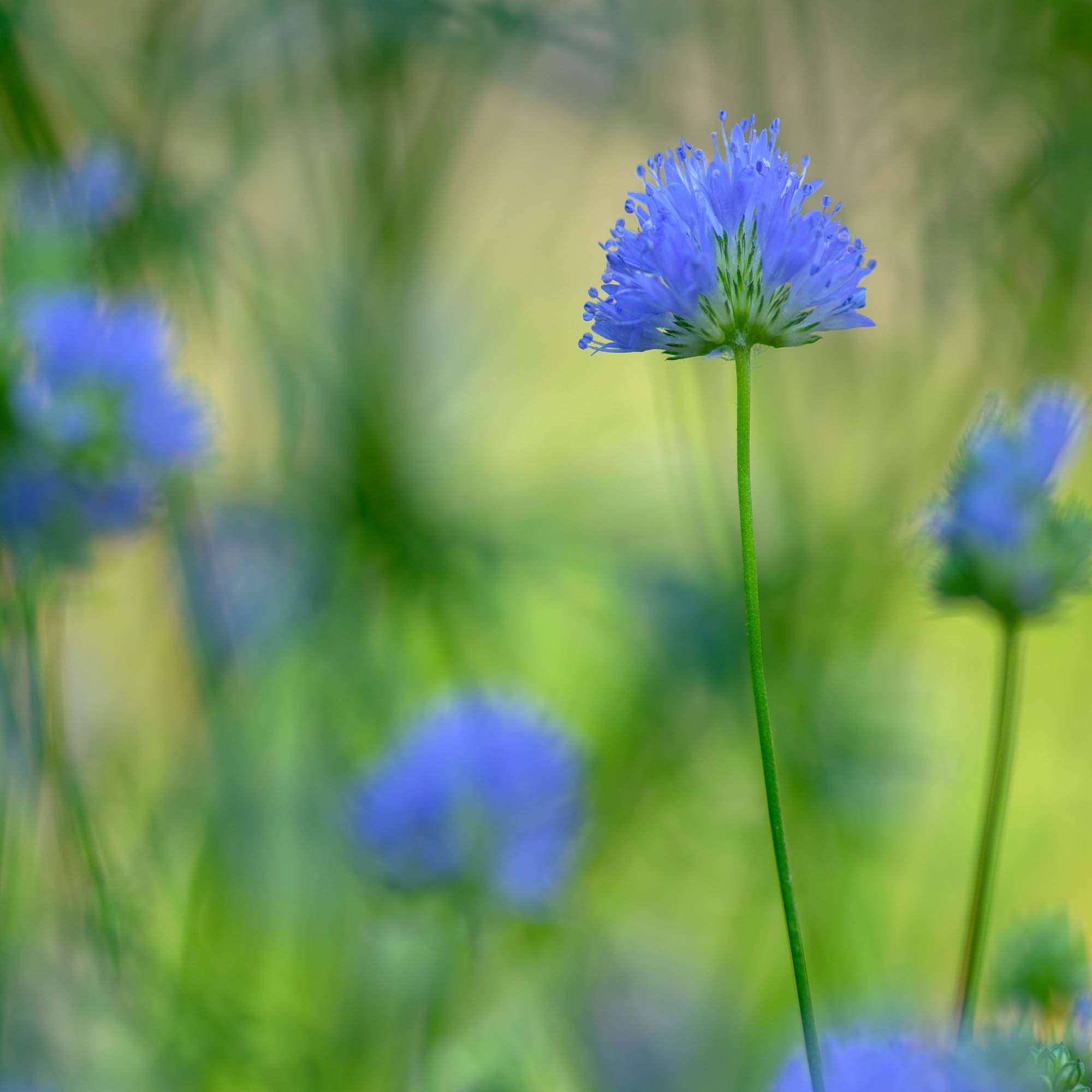 Annual Queen Anne's Thimbles Flowers