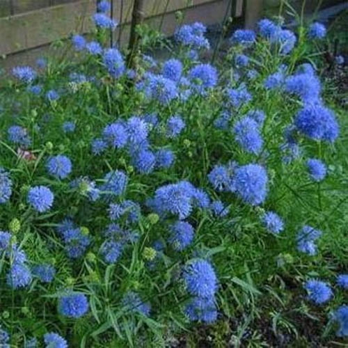 Gilia Capitata Garden Flowers