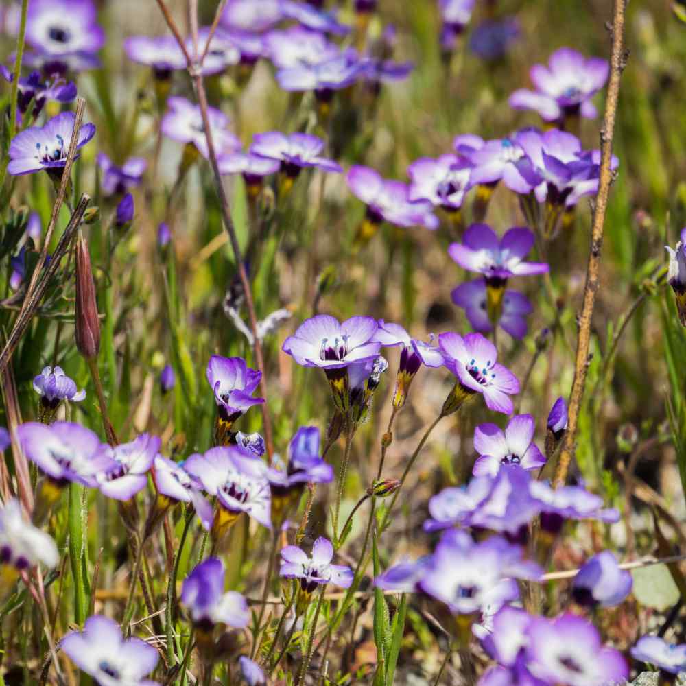 Gilia Tricolor Flowers