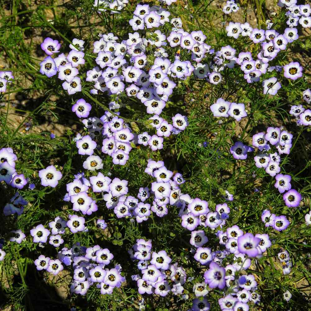 1100 seeds Gilia tricolor Landscaping Flower Bird's Eyes 