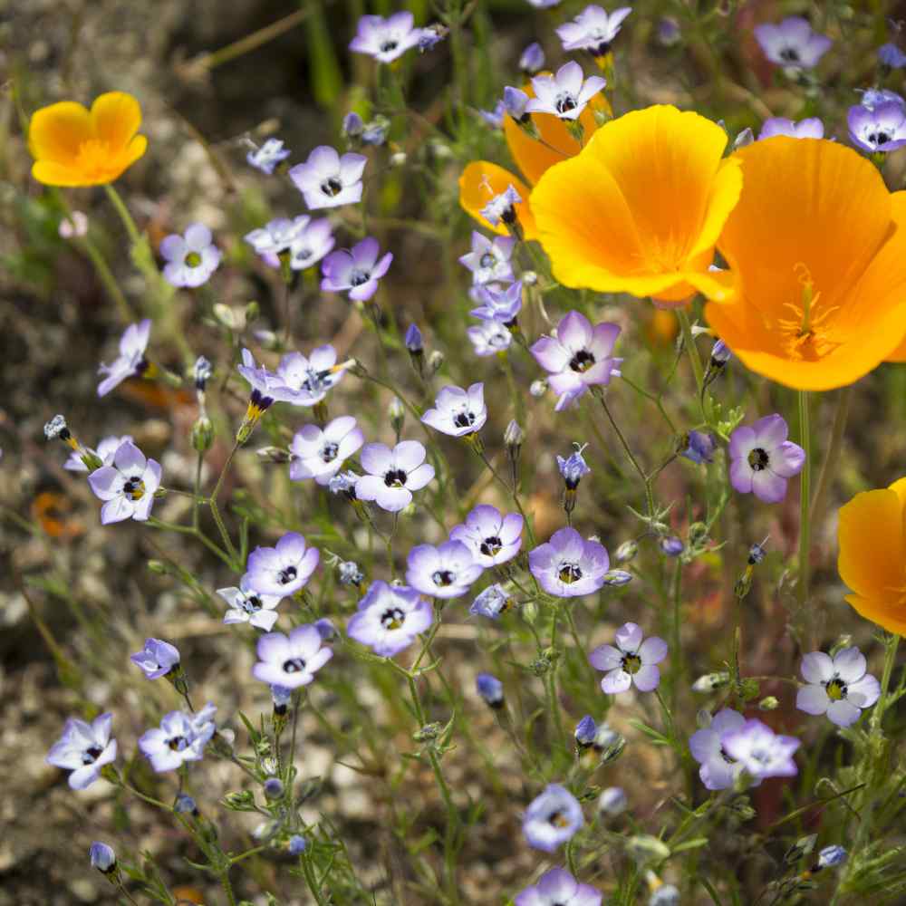 Gilia Tricolor Garden Flowers
