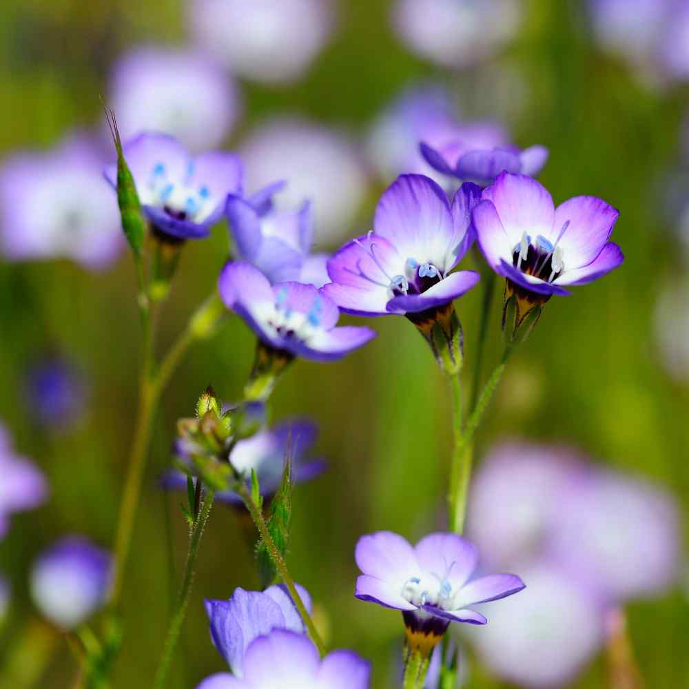 Gilia Tricolor Bird's Eyes Flowers