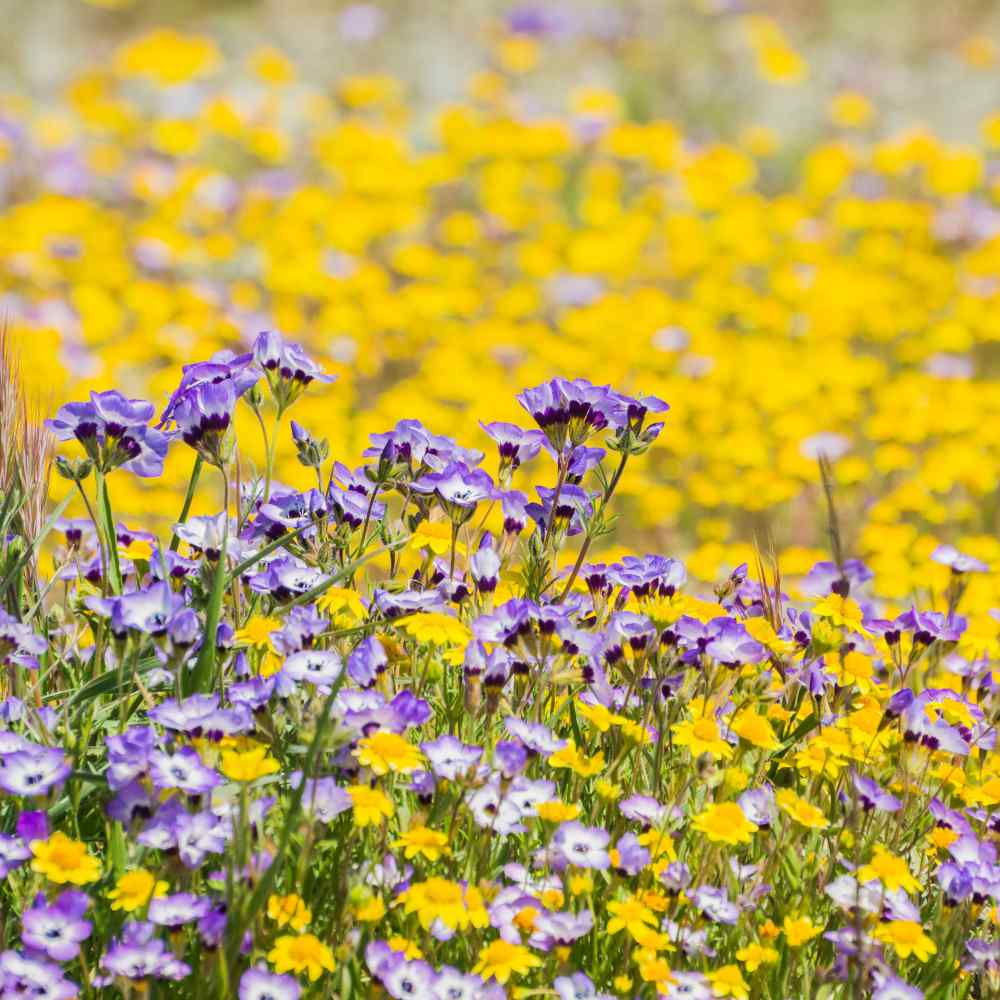 Gilia Tricolor Bird's Eyes Garden Flowers