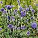 Globe Thistle Flower Seed