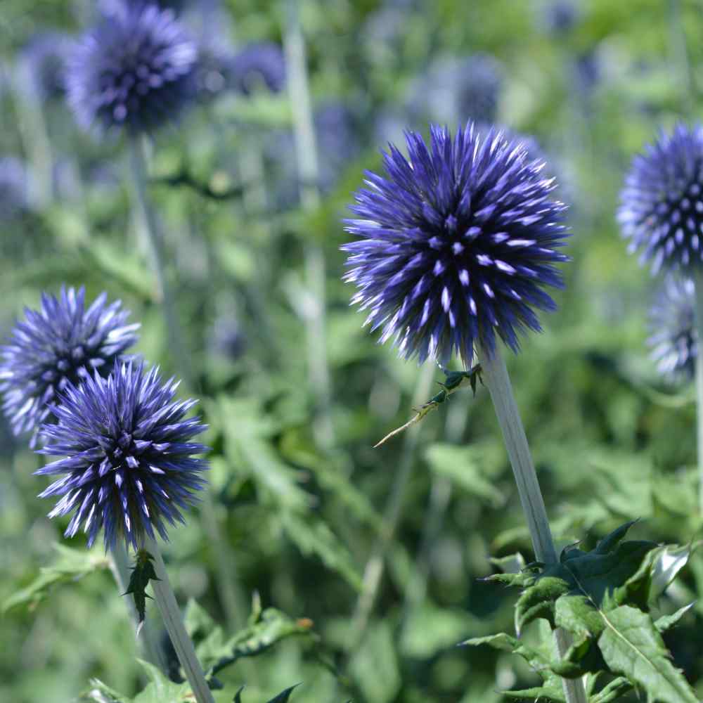 Blue Globe Thistle  Dried Flowers & Wildflowers at