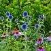 Globe Thistle Plant