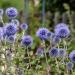 Globe Thistle Echinops Ritro