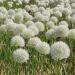 White Globe Thistle Flower Seed