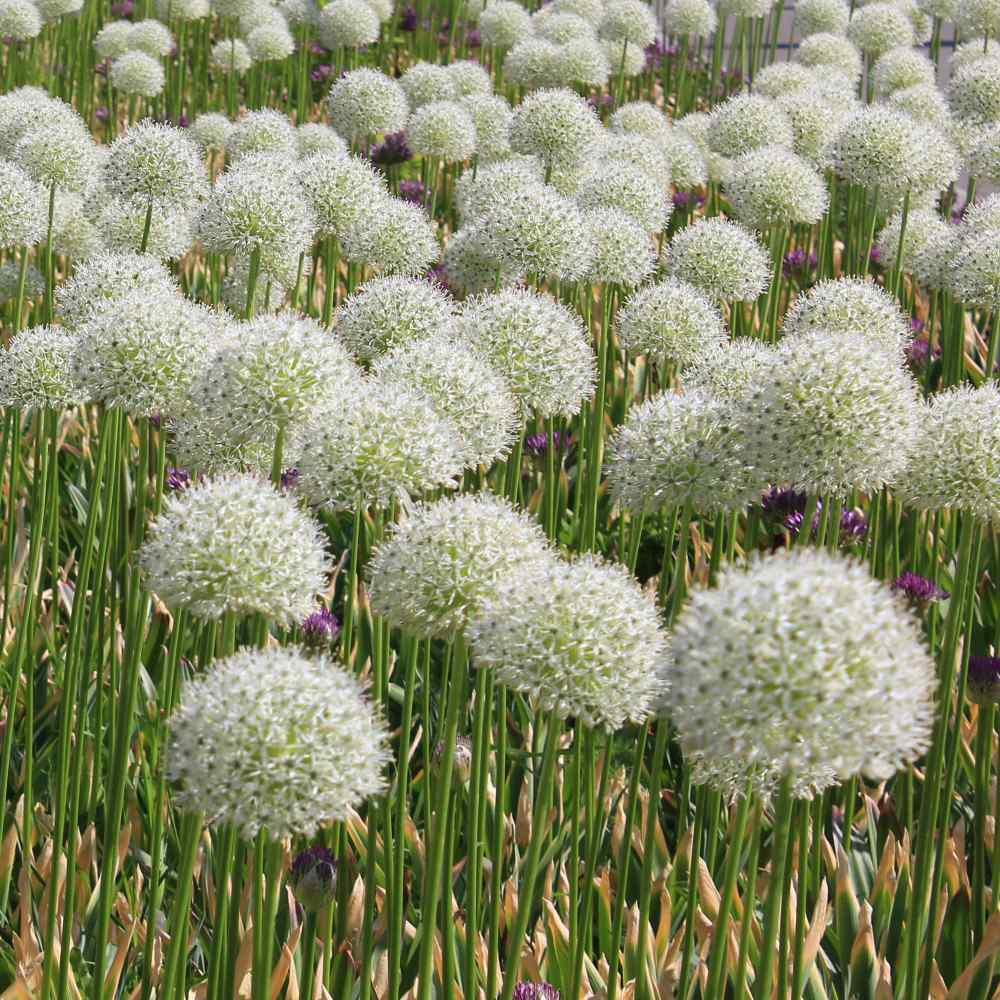 Outsidepride White Globe Thistle