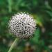 White Globe Thistle Flowers