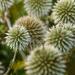 White Globe Thistle Plants