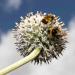 Pollinator Bee On White Globe Thistle