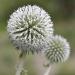 White Globe Thistle Wild Flower