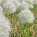 White Echinops Ritro Plants