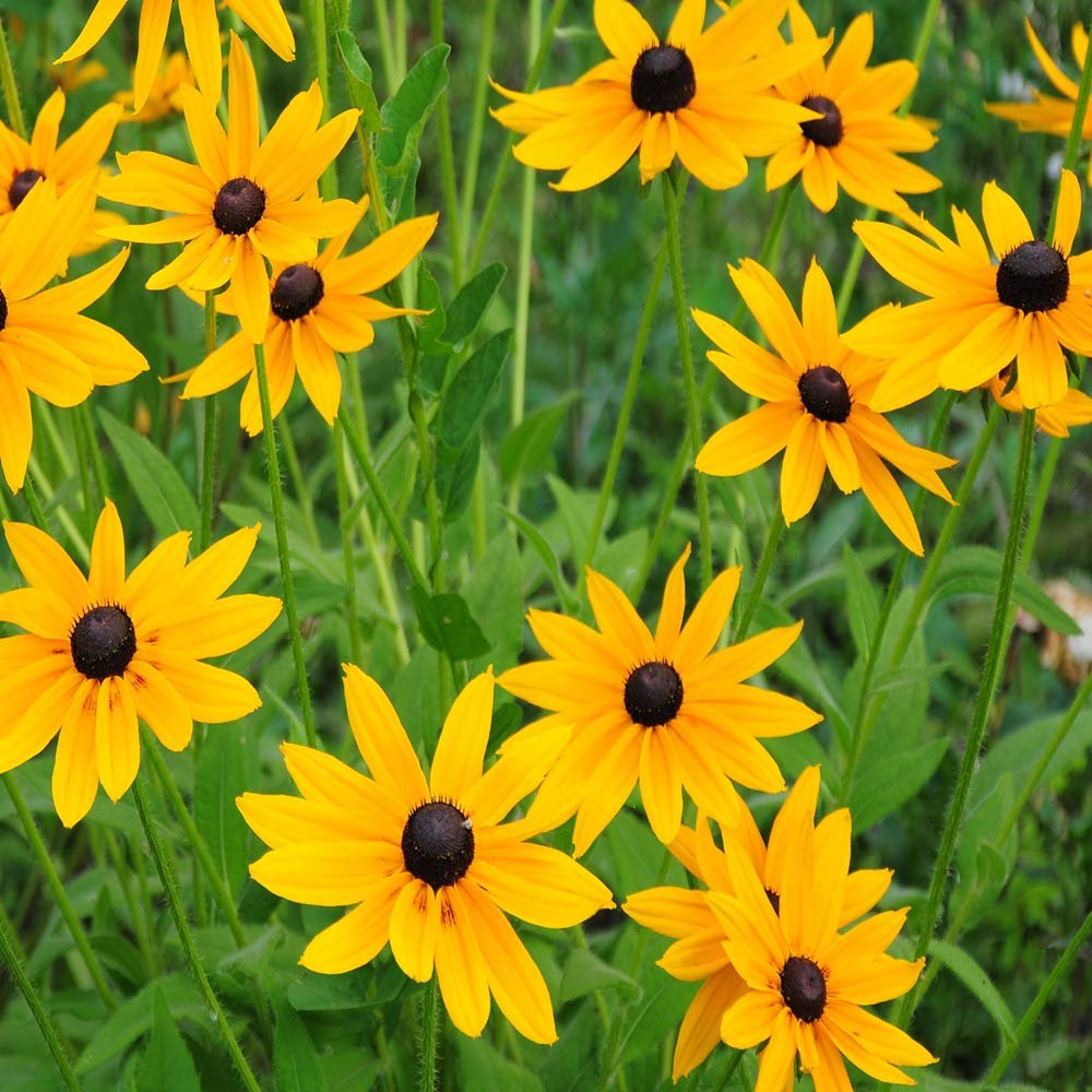 Gloriosa daisy shop