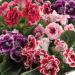 Gloxinia Flower Seed Mix