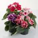 Gloxinia Brocade Flower Seed