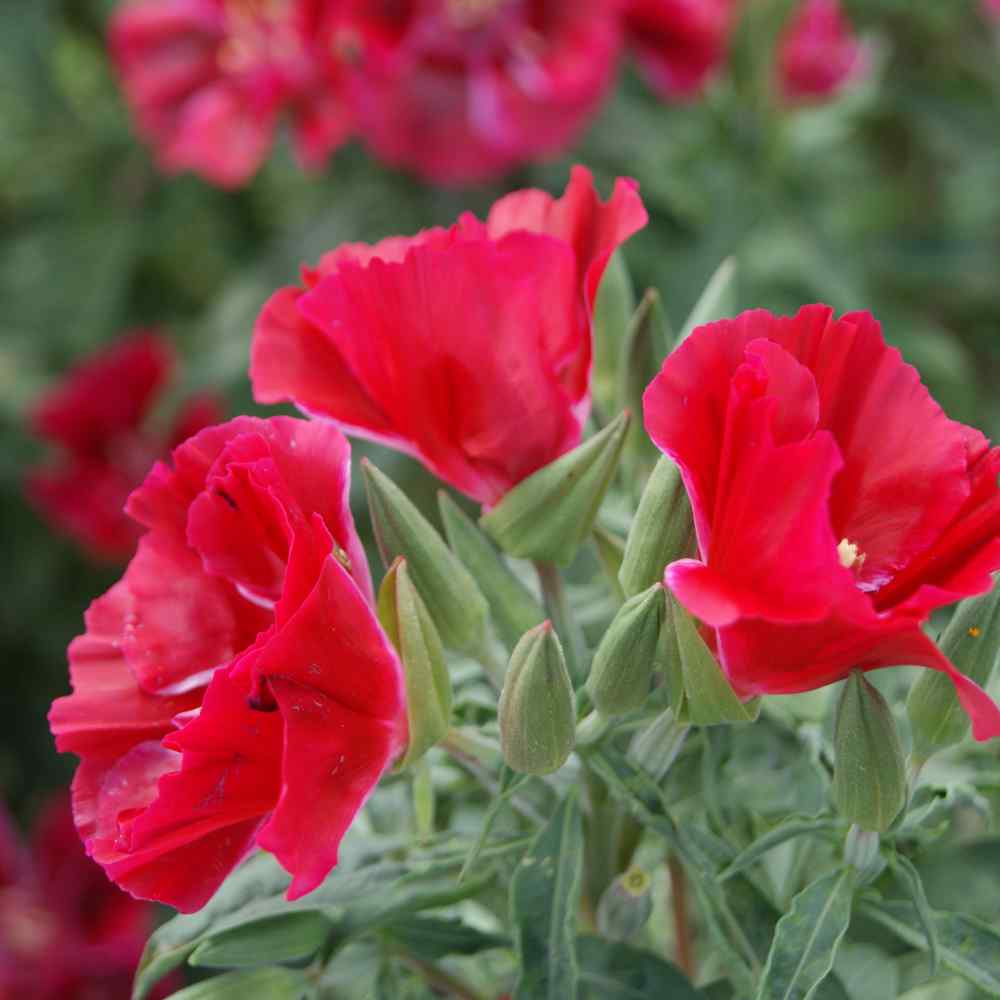 Godetia Seeds Clarkia Godetia Grandiflora Flower Seeds