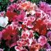 Godetia Grandiflora Flower Seed Mix