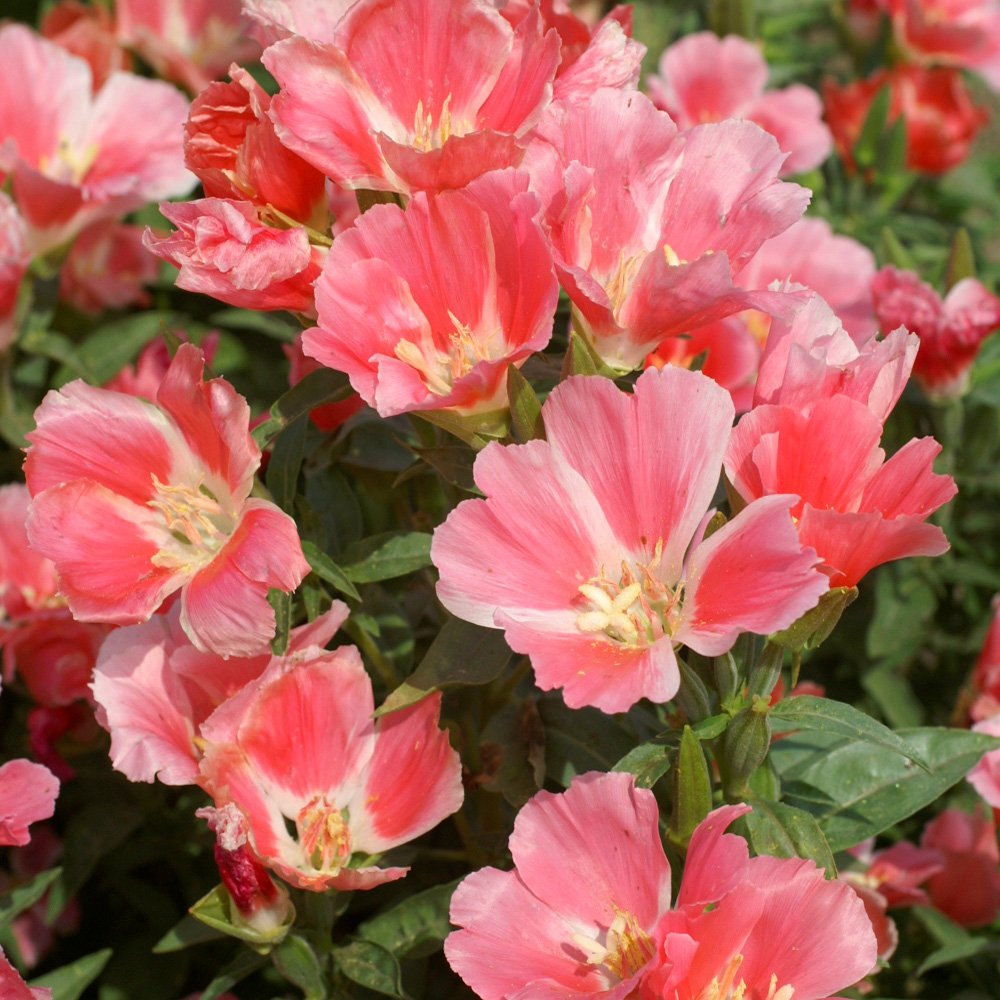 Godetia Orange Flowers