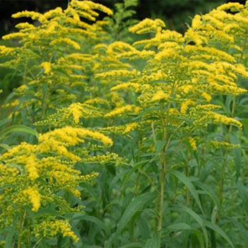 Solidago Goldenrod