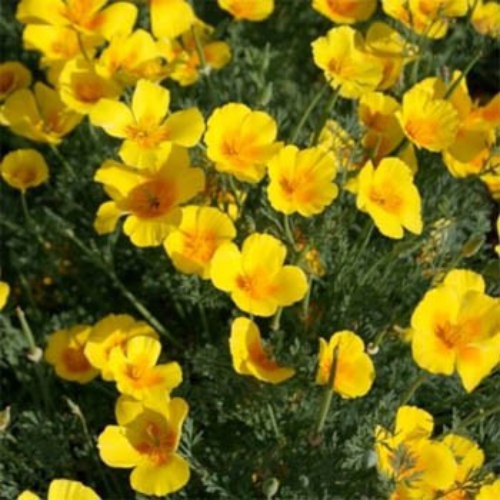 California Poppy Golden West