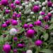 Gomphrena Globosa Mix