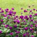 purple gomphrena flowers