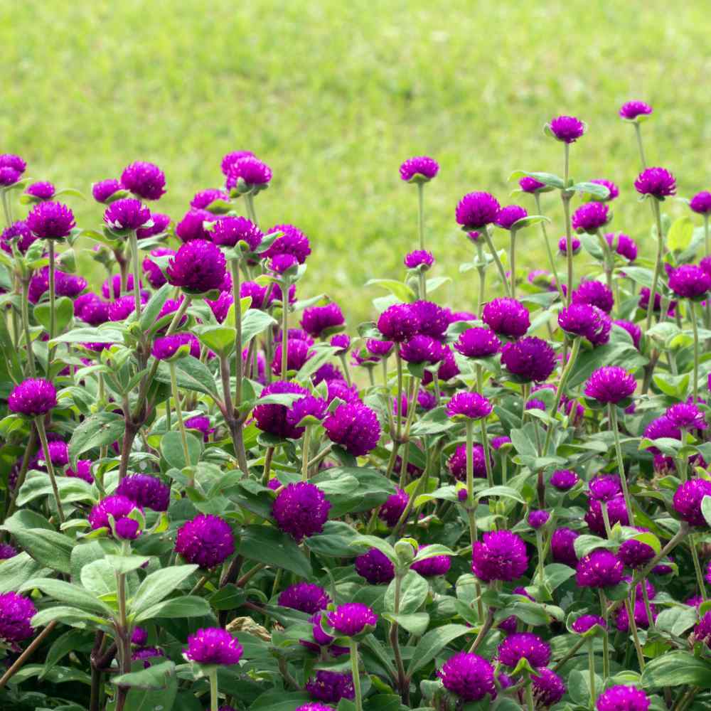 gomphrena globosa